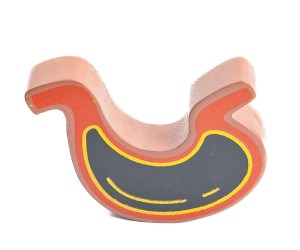 wooden stomach 1200x